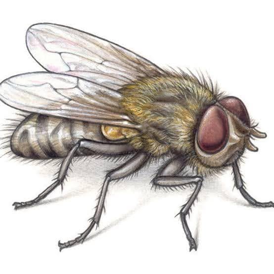 Detailed illustration of a house fly — fly proofing keeps flies out of your living spaces