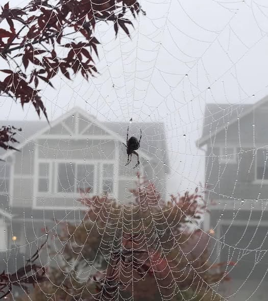 Spider sitting on a dew-covered web strung in front of a suburban Christchurch home