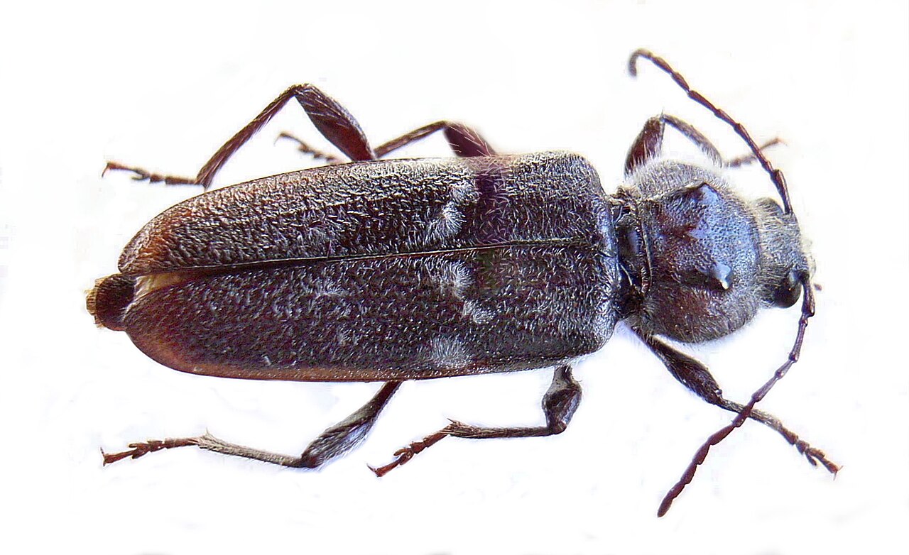 Adult house longhorn beetle, the borer beetle, on a white background
