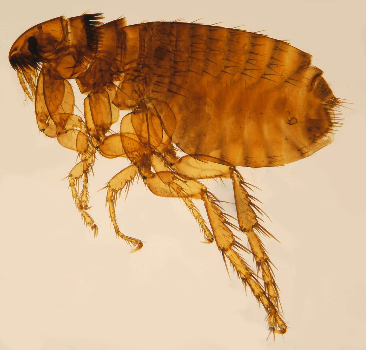 Microscope photograph of a female cat flea