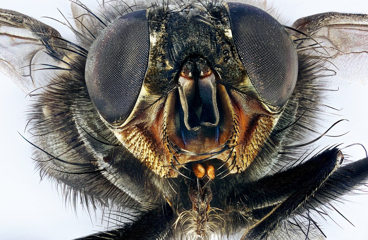 Macro portrait of a housefly