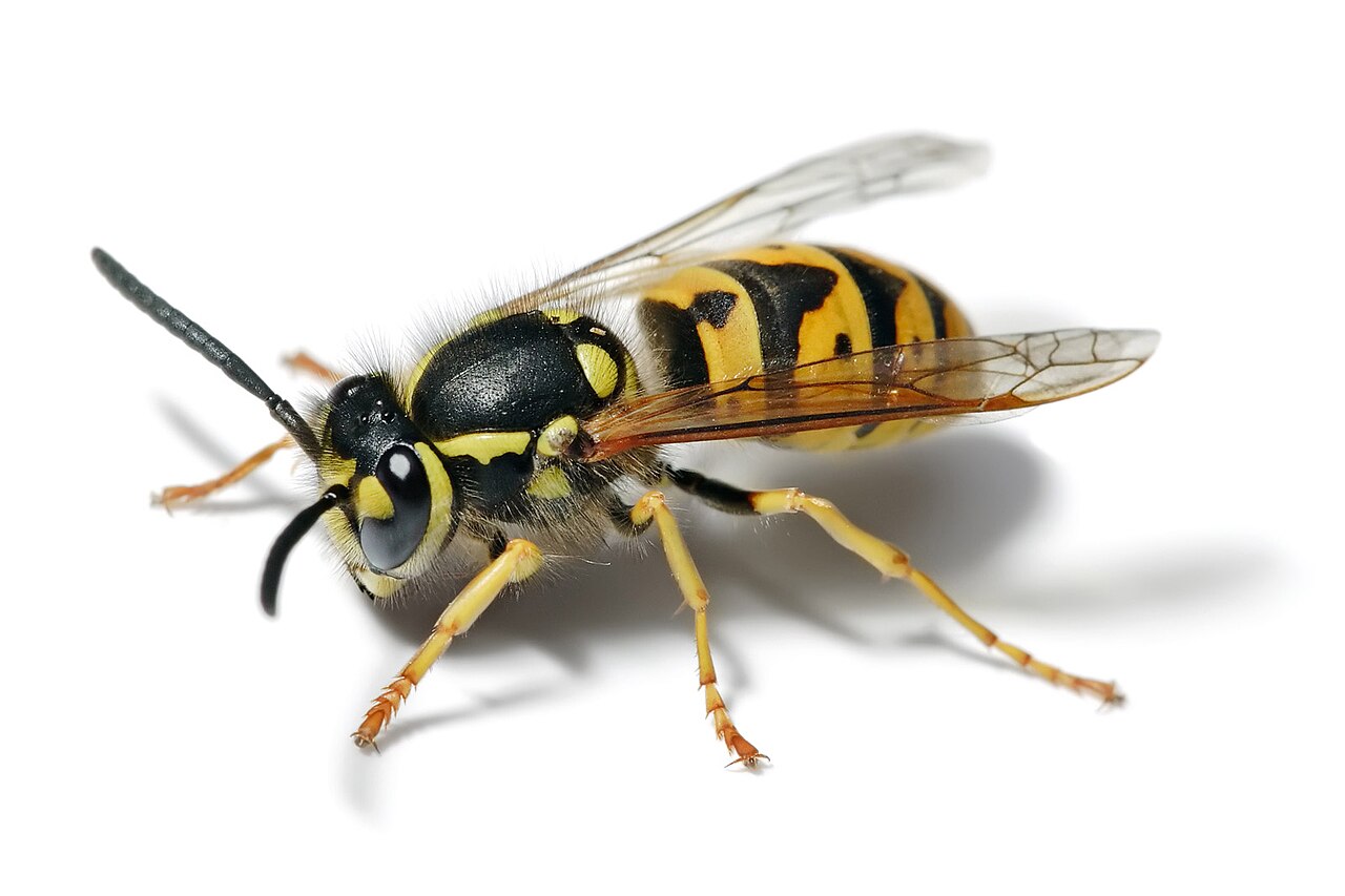 Close-up of a European wasp on a white background